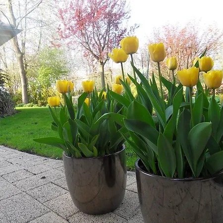 Voorncamp Schoonhoven