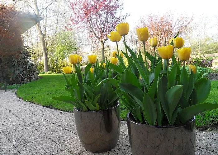 Voorncamp Schoonhoven